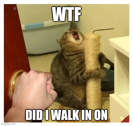 Weird cat | WTF; DID I WALK IN ON | image tagged in weird cat | made w/ Imgflip meme maker