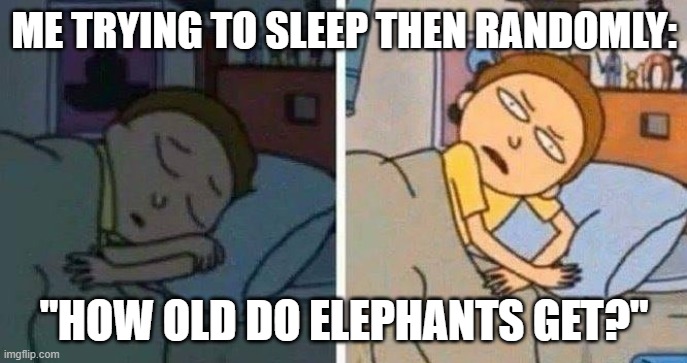 relatable | ME TRYING TO SLEEP THEN RANDOMLY:; "HOW OLD DO ELEPHANTS GET?" | image tagged in rick and morty sleeping meme,relatable,funny,memes,funny memes,sleep | made w/ Imgflip meme maker
