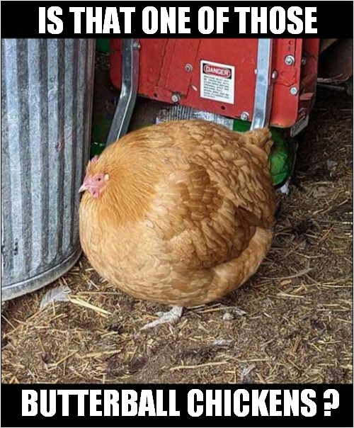 Spherical Poultry ! | IS THAT ONE OF THOSE; BUTTERBALL CHICKENS ? | image tagged in fun,round,chicken | made w/ Imgflip meme maker