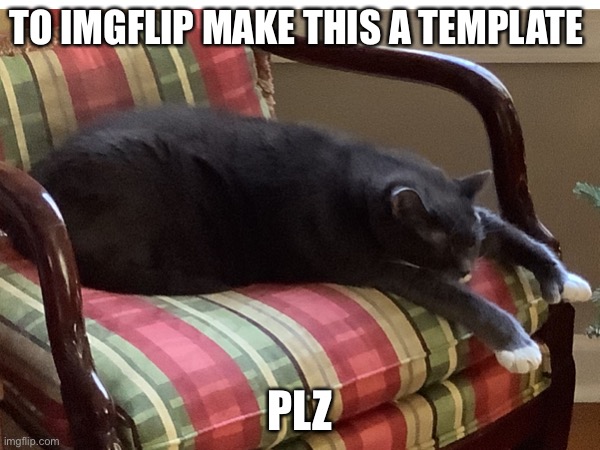 To Img.flip make this a template | TO IMGFLIP MAKE THIS A TEMPLATE; PLZ | image tagged in plz,front page plz,cats | made w/ Imgflip meme maker