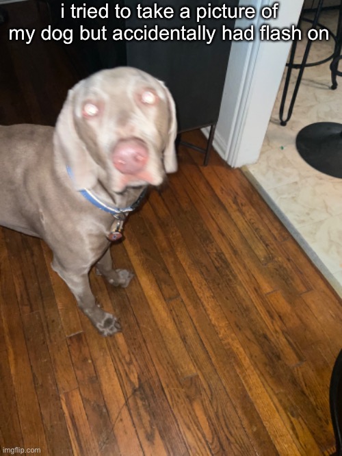 i tried to take a picture of my dog but accidentally had flash on | made w/ Imgflip meme maker