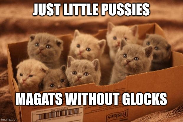 Don't scare each other | JUST LITTLE PUSSIES; MAGATS WITHOUT GLOCKS | image tagged in box o kittens,pussies,fake people,bamboozled | made w/ Imgflip meme maker