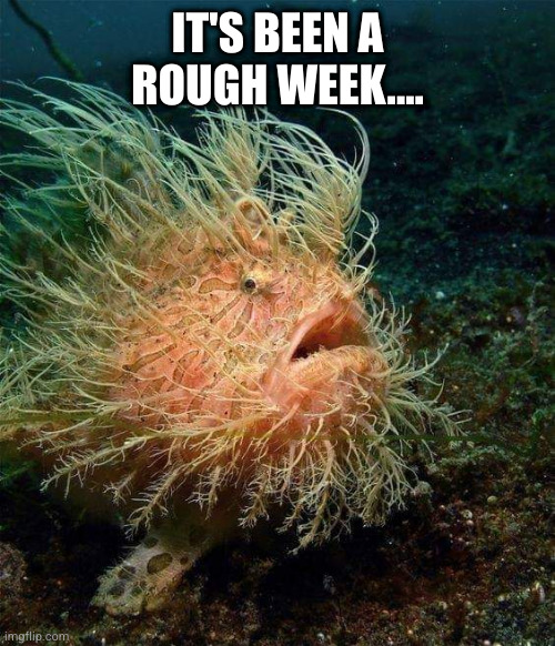 Rough Week | IT'S BEEN A ROUGH WEEK.... | image tagged in brutal week,funny,fish | made w/ Imgflip meme maker