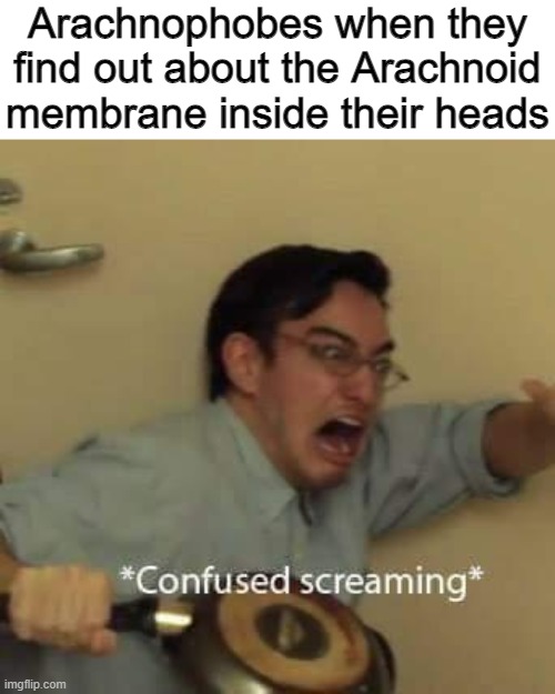filthy frank confused scream | Arachnophobes when they find out about the Arachnoid membrane inside their heads | image tagged in filthy frank confused scream,arachnophobia,memes | made w/ Imgflip meme maker