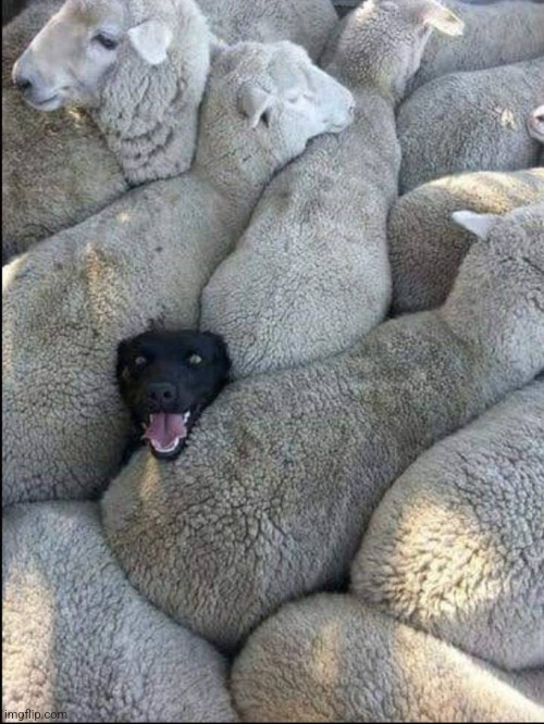 black sheep dog | image tagged in black sheep dog | made w/ Imgflip meme maker