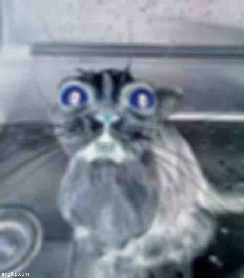 Wet Scary Cat | image tagged in wet scary cat | made w/ Imgflip meme maker