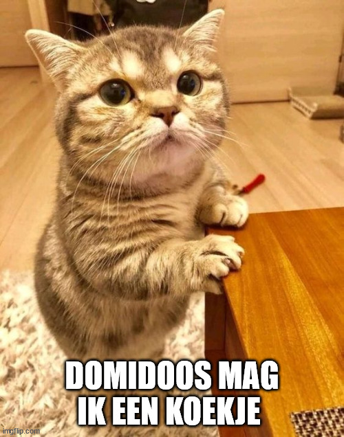 DOMIDOOS MAG IK EEN KOEKJE | made w/ Imgflip meme maker
