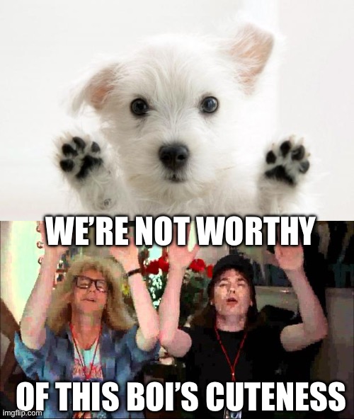 Unworthy of dog | WE’RE NOT WORTHY; OF THIS BOI’S CUTENESS | image tagged in cute dog,wayne's world we're not worthy,cuteness,cuteness overload | made w/ Imgflip meme maker