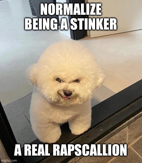 normalize being a stinker a real rapscallion | NORMALIZE BEING A STINKER; A REAL RAPSCALLION | image tagged in dog,cute,silly | made w/ Imgflip meme maker