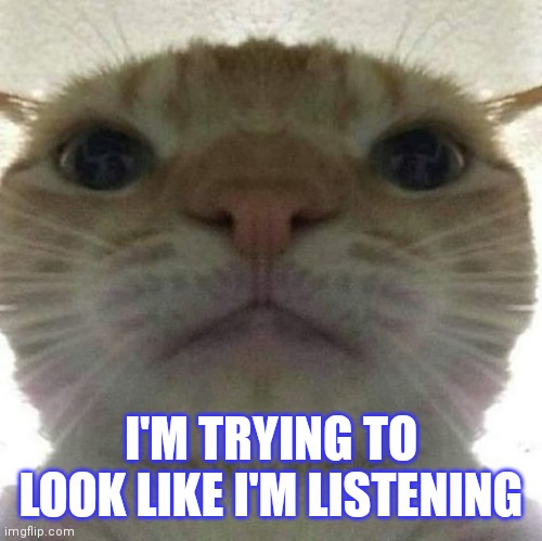I'm trying to look like I'm listening | I'M TRYING TO LOOK LIKE I'M LISTENING | image tagged in cat stare | made w/ Imgflip meme maker