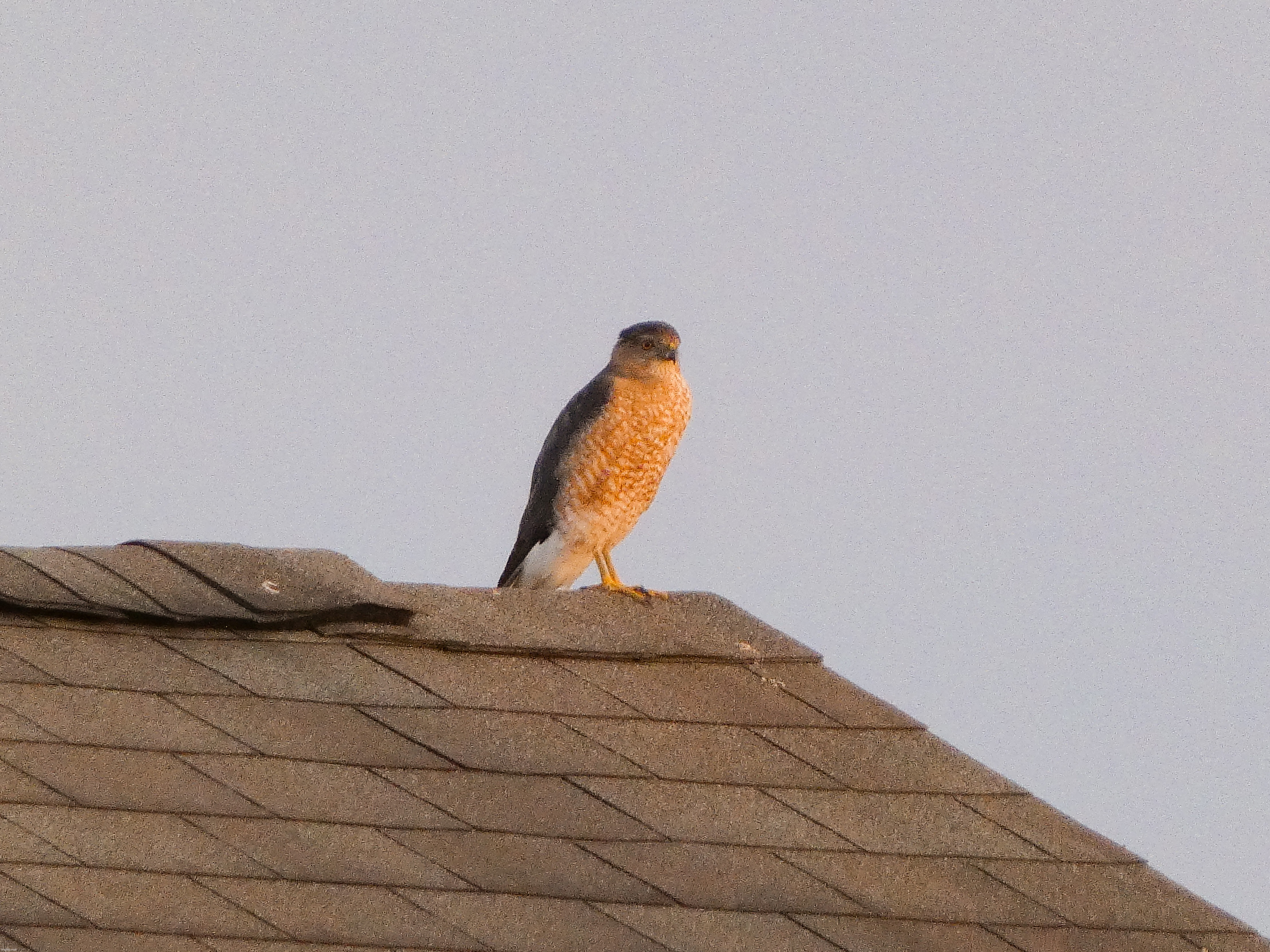 A Cooper’s Hawk that I saw today, sorry for all the grain it was cloudy | image tagged in share your own photos | made w/ Imgflip meme maker