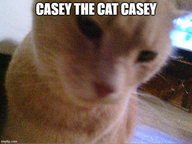 LOL | CASEY THE CAT CASEY | image tagged in funny,memes | made w/ Imgflip meme maker