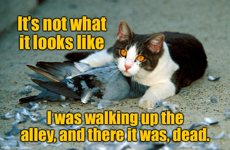 Not what it looks like | It’s not what it looks like; I was walking up the alley, and there it was, dead. | image tagged in guilty looking cat,walking in alley,there it was,dead,cats | made w/ Imgflip meme maker