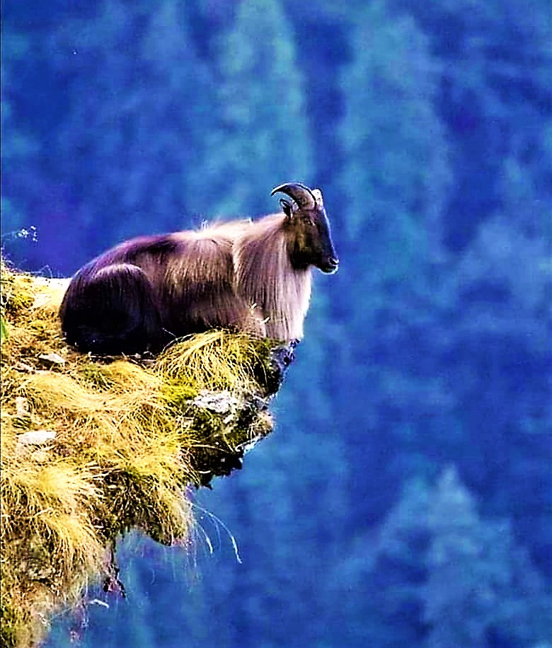 mountain goat living on the edge Blank Meme Template