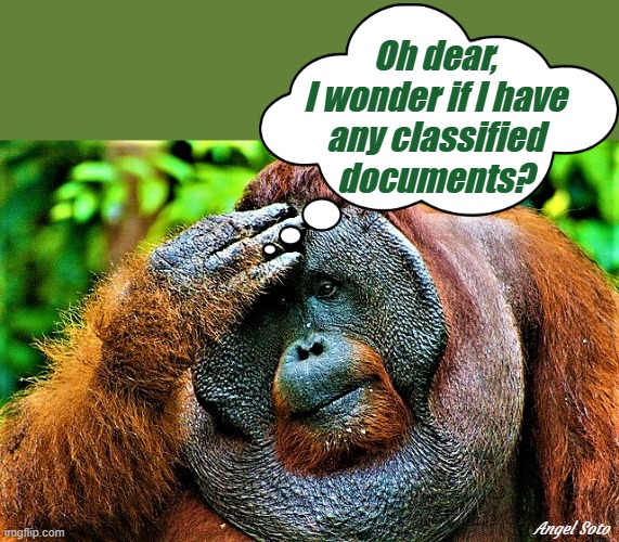 orangutan thinking |  Oh dear,
I wonder if I have
any classified
documents? Angel Soto | image tagged in political humor,classified,orangutan,secret,documents | made w/ Imgflip meme maker