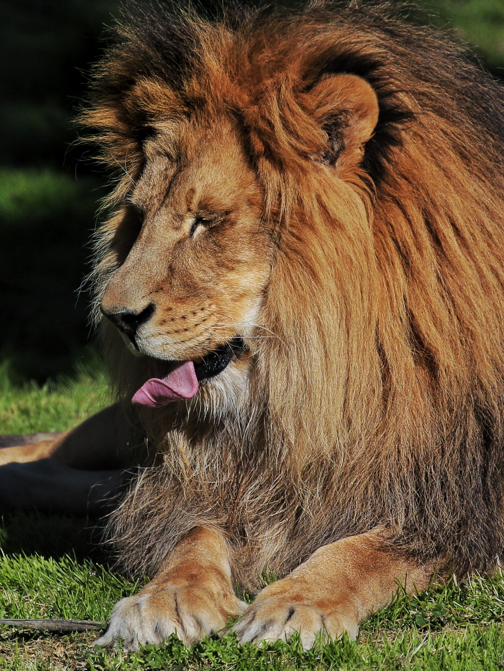 Licking Lion Blank Meme Template