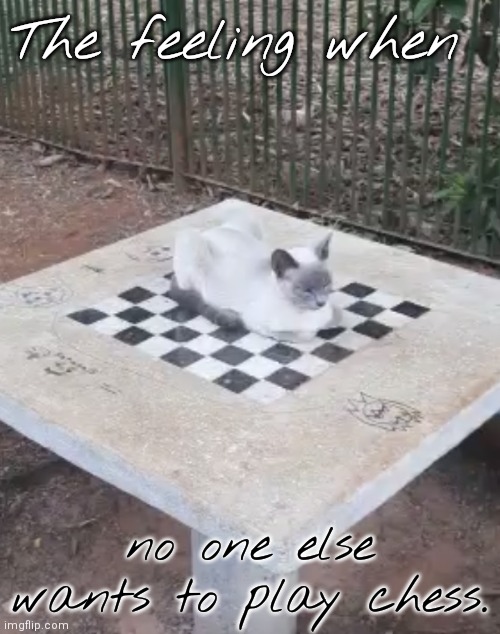 Poor kitty. | The feeling when; no one else wants to play chess. | image tagged in cat chess,alone,animal | made w/ Imgflip meme maker