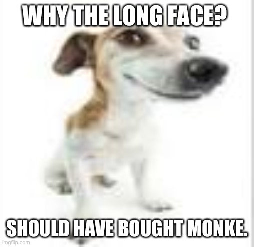 Goofy Dog | WHY THE LONG FACE? SHOULD HAVE BOUGHT MONKE. | image tagged in goofy dog | made w/ Imgflip meme maker