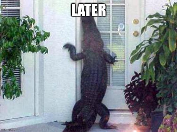 alligator in ya circle | LATER | image tagged in alligator in ya circle | made w/ Imgflip meme maker