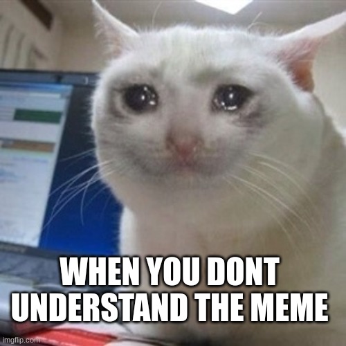 So True | WHEN YOU DONT UNDERSTAND THE MEME | image tagged in crying cat | made w/ Imgflip meme maker