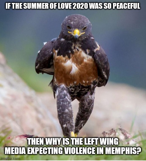 Things That Make You Wonder About The Fabric Of Time | IF THE SUMMER OF LOVE 2020 WAS SO PEACEFUL; THEN WHY IS THE LEFT WING MEDIA EXPECTING VIOLENCE IN MEMPHIS? | image tagged in wondering wandering falcon,deep thoughts | made w/ Imgflip meme maker