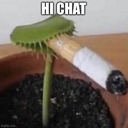 Plant smoking a cigarette | HI CHAT | image tagged in plant smoking a cigarette | made w/ Imgflip meme maker