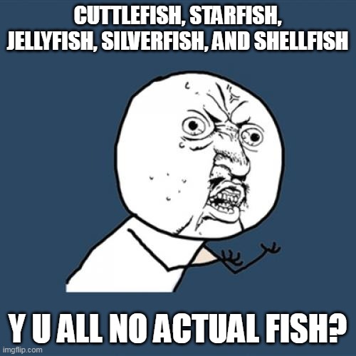 Y U No | CUTTLEFISH, STARFISH, JELLYFISH, SILVERFISH, AND SHELLFISH; Y U ALL NO ACTUAL FISH? | image tagged in memes,y u no,meme,funny,humor | made w/ Imgflip meme maker