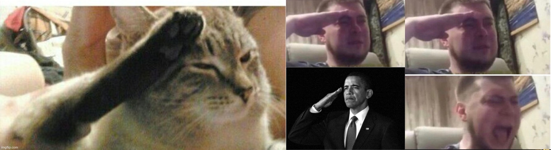 image tagged in cat of honor,crying salute,obama-salute | made w/ Imgflip meme maker