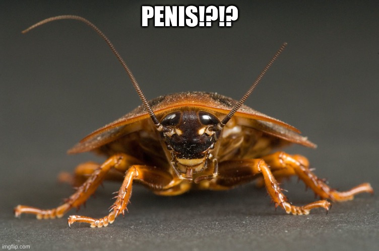 no context for you | PENIS!?!? | image tagged in cockroach | made w/ Imgflip meme maker
