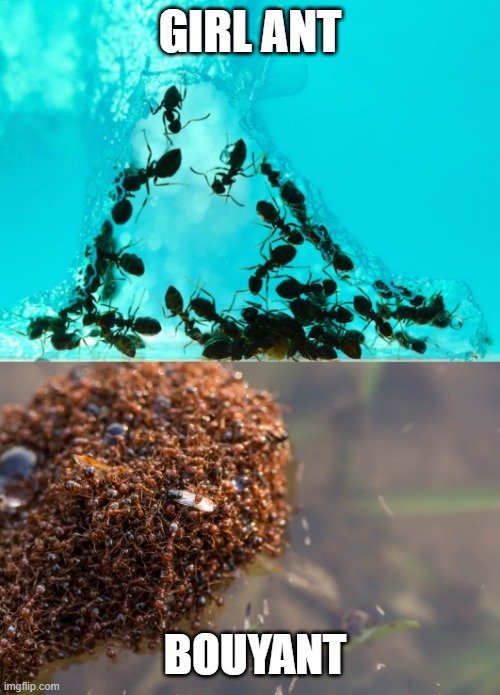 Water Ants | GIRL ANT; BOUYANT | image tagged in eyeroll | made w/ Imgflip meme maker