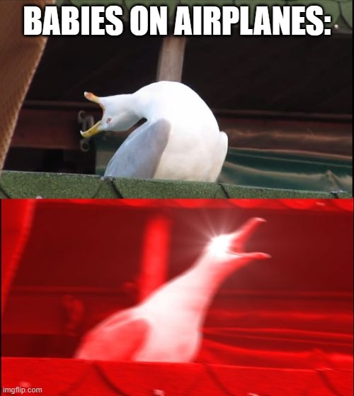 screaming seagull | BABIES ON AIRPLANES: | image tagged in screaming seagull | made w/ Imgflip meme maker
