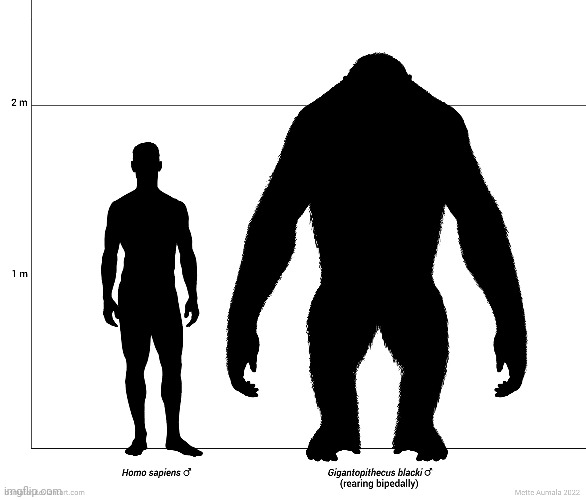 Size chart by Osmatar | made w/ Imgflip meme maker