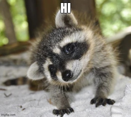 HI | image tagged in baby raccoon | made w/ Imgflip meme maker