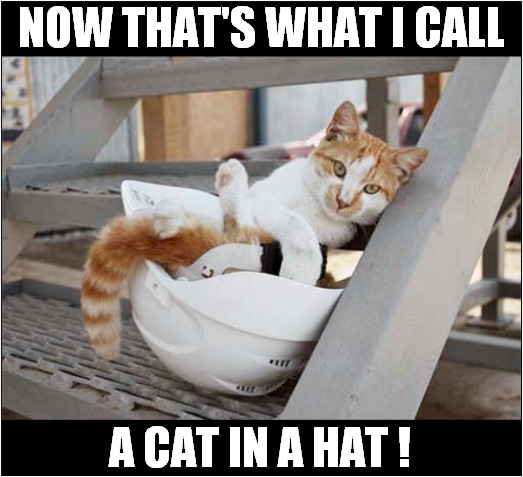 A Tight Fit ! | NOW THAT'S WHAT I CALL; A CAT IN A HAT ! | image tagged in cats,now thats what i call,cat in the hat | made w/ Imgflip meme maker