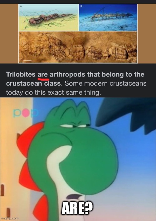 They’re extinct | ARE? | image tagged in skeptical yoshi,are,were,trilobite | made w/ Imgflip meme maker