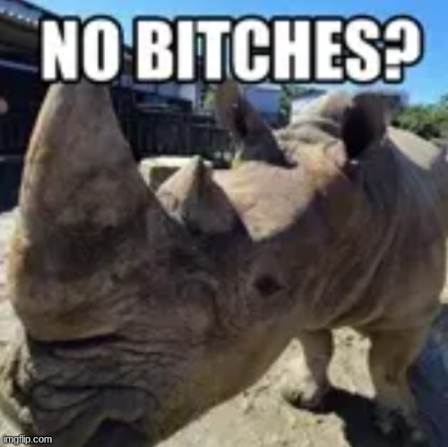 cool rhino | image tagged in cool rhino | made w/ Imgflip meme maker