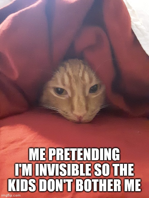 My cat | ME PRETENDING I'M INVISIBLE SO THE KIDS DON'T BOTHER ME | image tagged in cat | made w/ Imgflip meme maker
