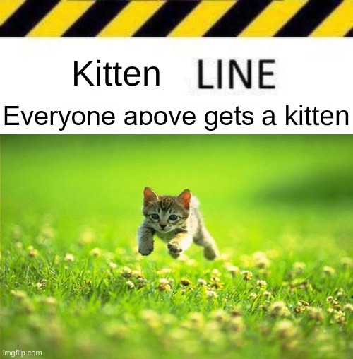 Kitten; a kitten | image tagged in grumpy cat,woman yelling at cat,cats,cat,kittens,kitten | made w/ Imgflip meme maker