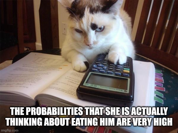 Math cat | THE PROBABILITIES THAT SHE IS ACTUALLY THINKING ABOUT EATING HIM ARE VERY HIGH | image tagged in math cat | made w/ Imgflip meme maker