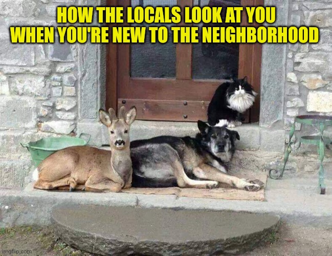 You ain't from around here, are ya? | HOW THE LOCALS LOOK AT YOU WHEN YOU'RE NEW TO THE NEIGHBORHOOD | image tagged in funny animals,strangers,new in town,crazy locals | made w/ Imgflip meme maker