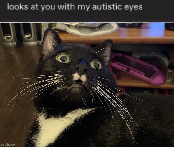Autistic eyes | image tagged in cat | made w/ Imgflip meme maker