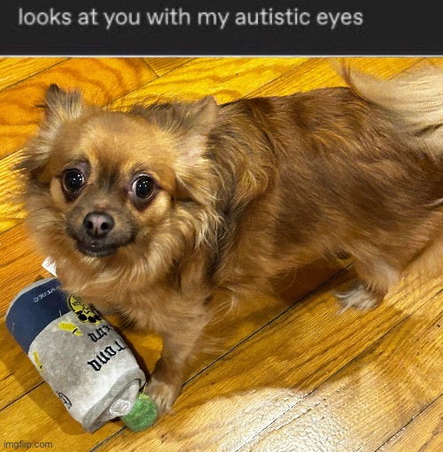 Autism dog | image tagged in dog | made w/ Imgflip meme maker