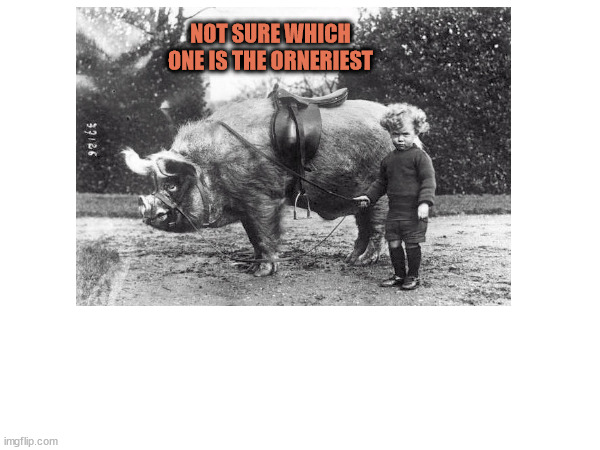 Pig Riding | NOT SURE WHICH ONE IS THE ORNERIEST | image tagged in pigs,rodeo,animal rides,yeehah | made w/ Imgflip meme maker