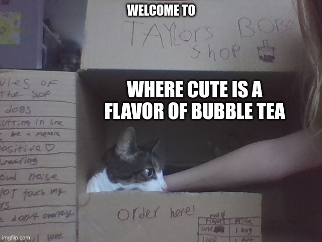 only hugs, kisses, and pets are the currency(p.s. I ran out of submissions in the cat stream) | WELCOME TO; WHERE CUTE IS A FLAVOR OF BUBBLE TEA | image tagged in cats,boba fett,oh wow are you actually reading these tags | made w/ Imgflip meme maker