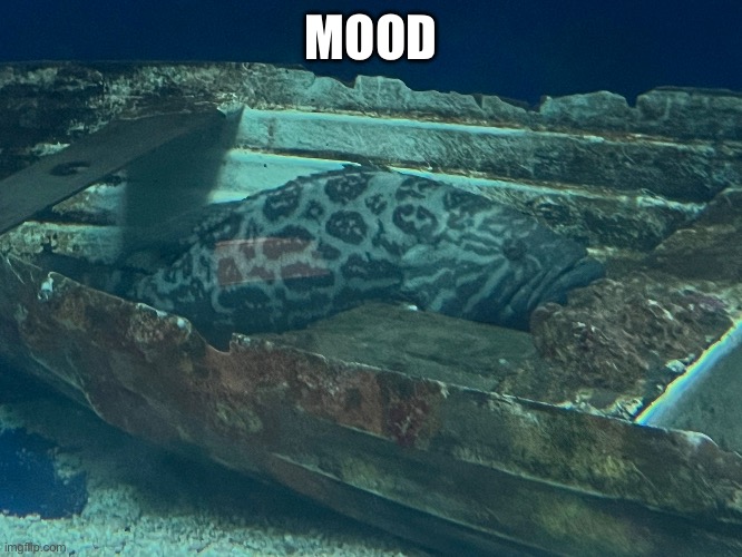 Mood | MOOD | image tagged in san diego | made w/ Imgflip meme maker