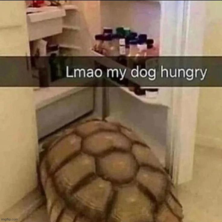 image tagged in memes | made w/ Imgflip meme maker