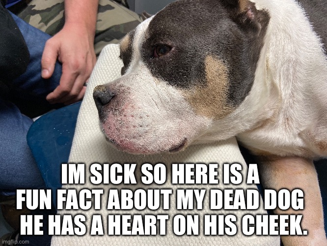 IM SICK SO HERE IS A FUN FACT ABOUT MY DEAD DOG; HE HAS A HEART ON HIS CHEEK. | image tagged in dog | made w/ Imgflip meme maker