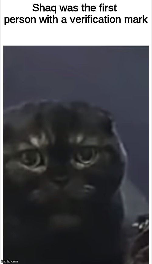 Debt Cat with Caption | Shaq was the first  person with a verification mark | image tagged in debt cat with caption | made w/ Imgflip meme maker