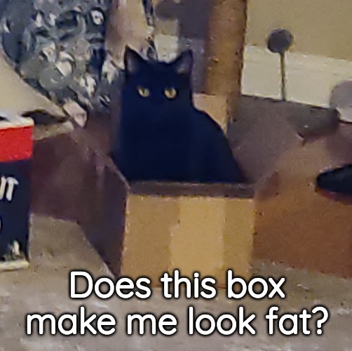 Kitten in a Box | Does this box make me look fat? | image tagged in body image,that's just silly cat | made w/ Imgflip meme maker