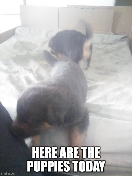 HERE ARE THE PUPPIES TODAY | made w/ Imgflip meme maker